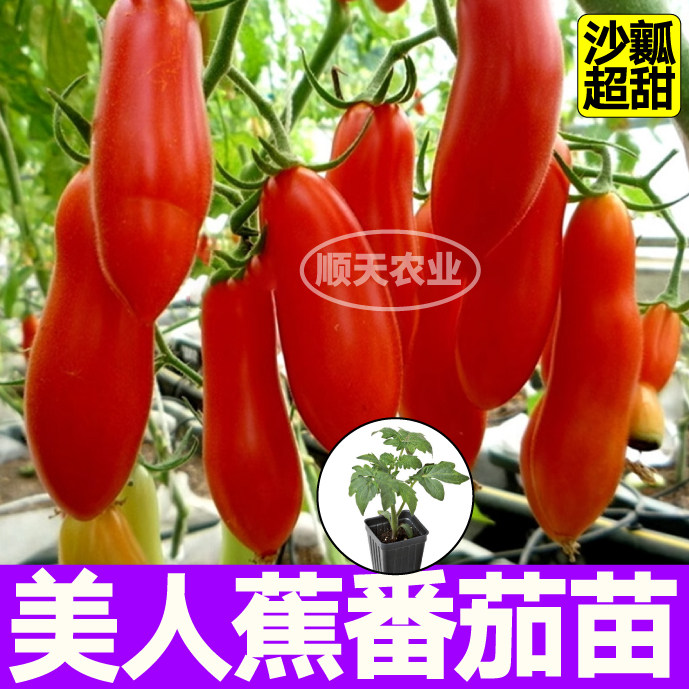 寿光美人蕉番茄苗秧沙瓤超甜奶油香蕉番茄种子四季阳台小院盆栽