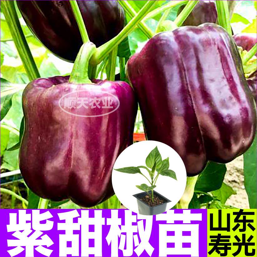 寿光高产紫甜椒苗秧带土球红黄绿太空方椒种子籽四季盆栽庭院阳台