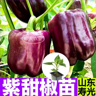 寿光高产紫甜椒苗秧带土球红黄绿太空方椒种子籽四季盆栽庭院阳台