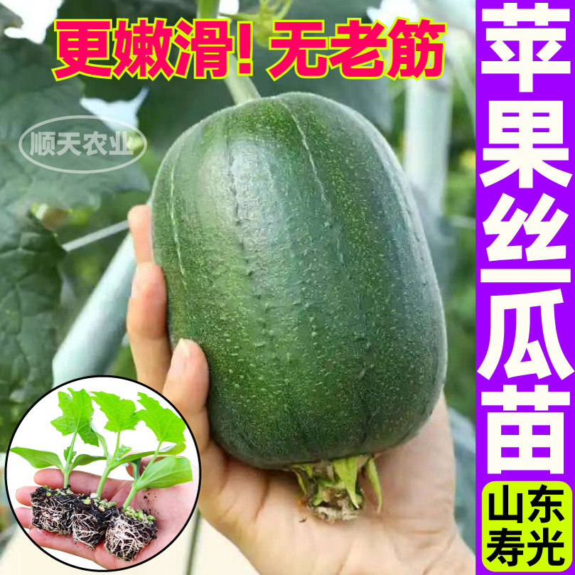 苹果丝瓜苗秧嫩滑四季高产短棒肉丝瓜鲜花棱丝瓜种子阳台盆栽带土
