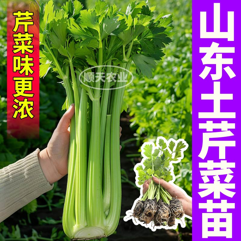 山东寿光土芹菜苗秧西芹香芹红香芹种子味浓高产正宗芹菜苗带土球