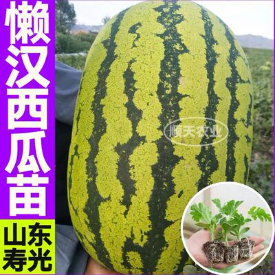 山东寿光懒汉西瓜苗穴盘苗带土球