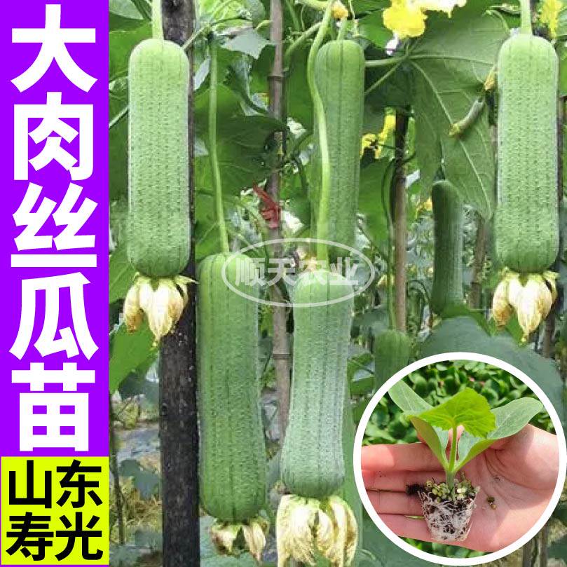 寿光肉嫩大肉丝瓜苗秧带土球盆栽地栽中绿长鲜花八角棱丝瓜种子籽