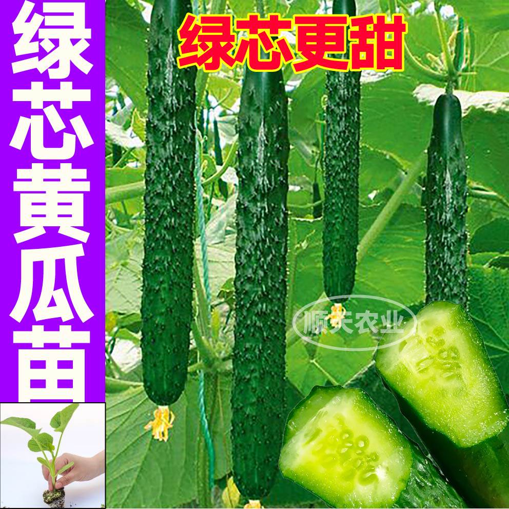 绿芯黄瓜秧苗带土球水果黄瓜更甜大黄瓜种子津研四号庭院盆栽春秋