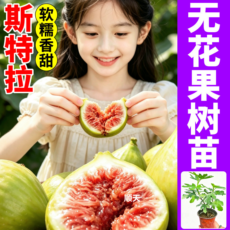 斯特拉盆栽无花果树苗原盆原土