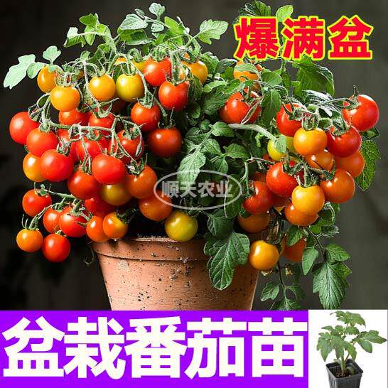 爆满盆盆栽番茄秧苗带土球红黄黑矮生樱桃小柿子观赏食用春秋阳台