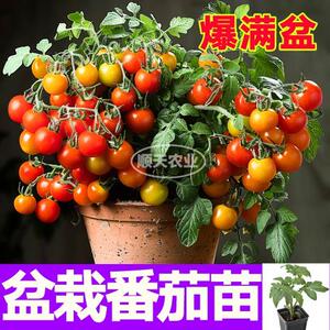 爆满盆盆栽番茄秧苗带土球红黄黑矮生樱桃小柿子观赏食用春秋阳台
