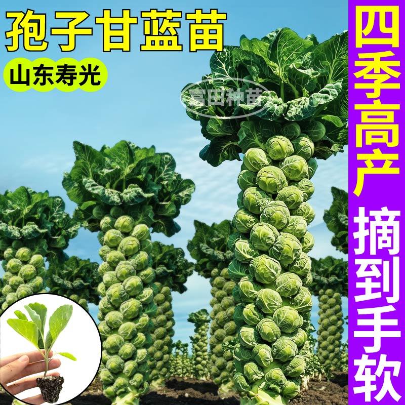 寿光迷你孢子甘蓝苗秧抱子甘蓝种子卷心菜绿甘蓝四季春秋阳台庭院