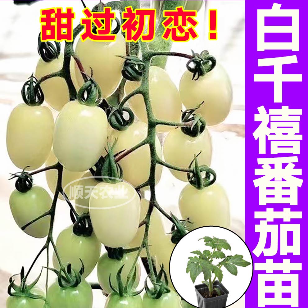 超甜白千禧圣女果秧苗白玉白妃白珍珠小柿子种子四季盆栽带土春秋