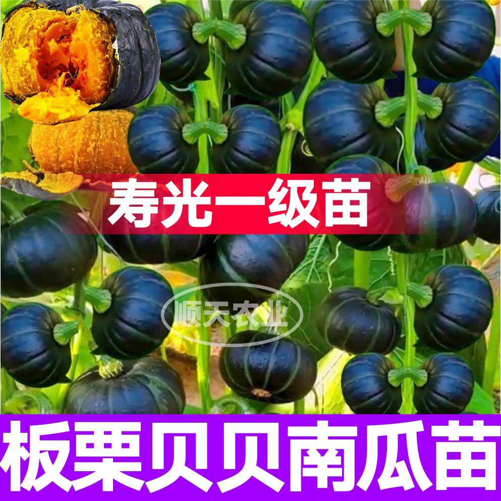 正宗板栗贝贝南瓜秧苗带土球蜜本南瓜种子籽高产四季盆栽庭院阳台
