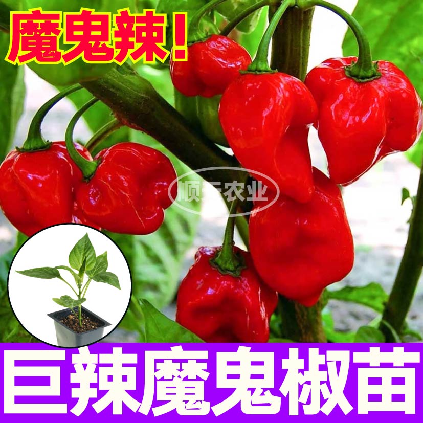 印度红魔鬼椒秧苗带土变态辣红黄断魂椒种子四季阳台大田盆栽高产