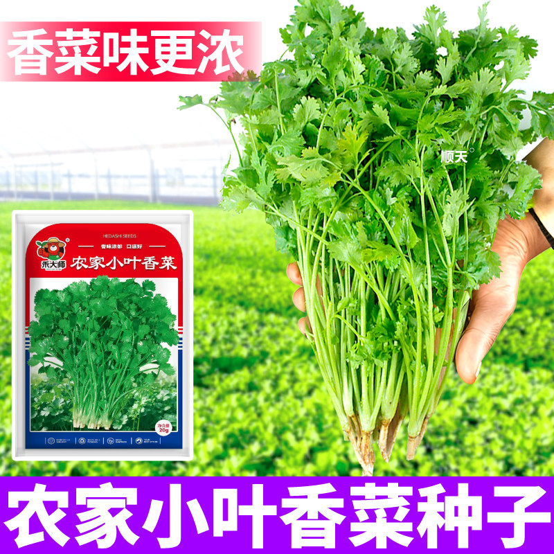 农家小叶香菜种子口感好香味浓