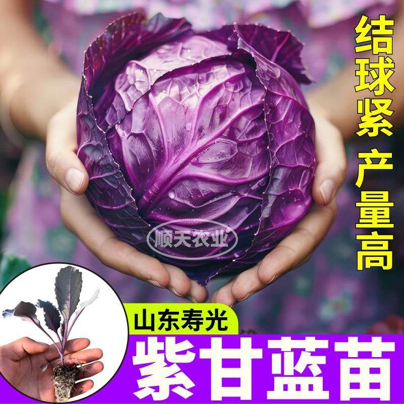 早熟爆款紫甘蓝苗秧包心菜卷心菜绿甘蓝大头菜种子四季阳台带土球,鲜花速递/花卉仿真/绿植园艺,种苗/半成品盆栽,淘宝优惠券,粉丝福利购,淘宝优惠卷