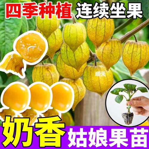 奶油姑娘果苗秧四季种植特高产紫黄东北菇娘果阳台小院盆栽种子