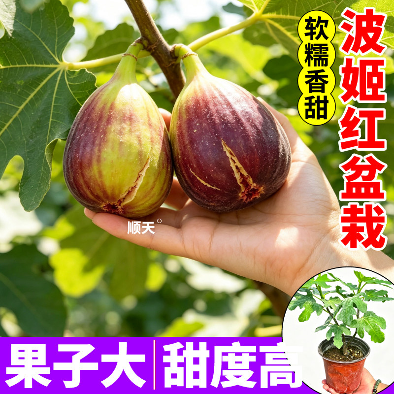 波姬红无花果树苗耐寒根系发达