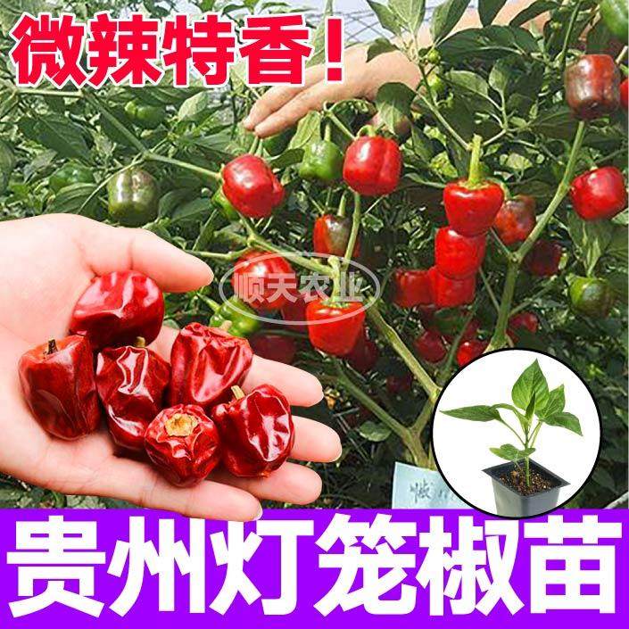 微辣特香贵州灯笼椒苗秧带土球香辣多籽红灯笼朝天美人椒种子四季,鲜花速递/花卉仿真/绿植园艺,种苗/半成品盆栽,淘宝优惠券,粉丝福利购,淘宝优惠卷