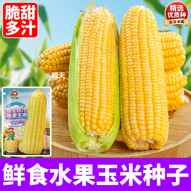 水果玉米种子甜脆品种生熟两吃甜粟米种籽春秋播大棒玉米种子大全