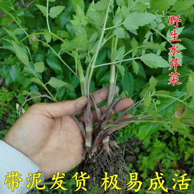 野生水芹菜苗带根水芹菜种根河芹菜四季水培蔬菜河道花园盆栽现货