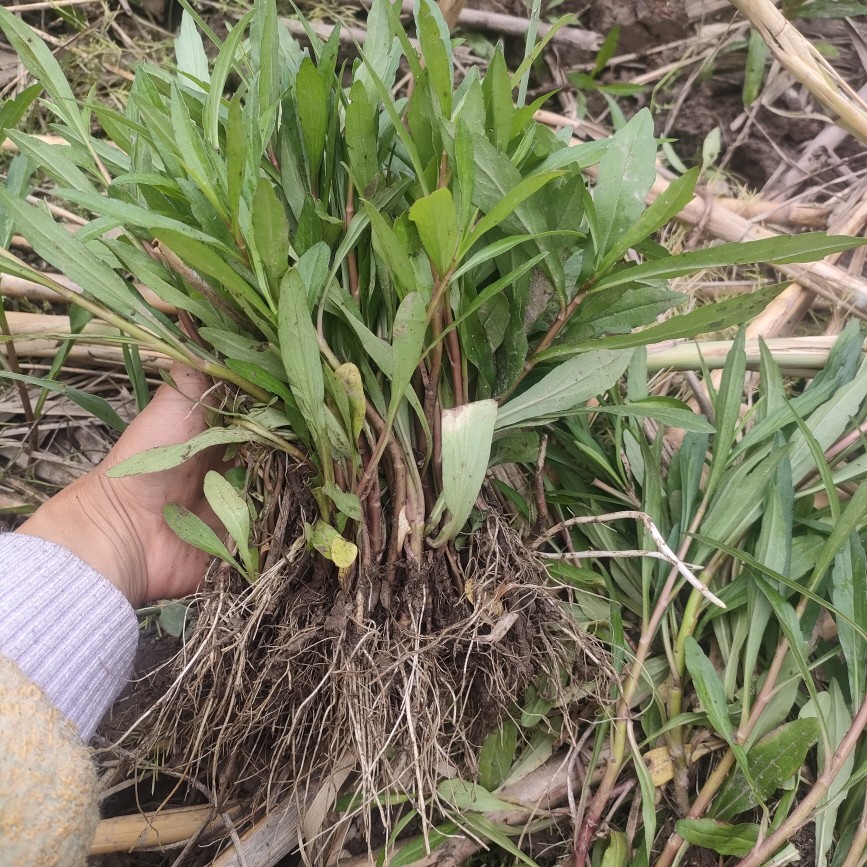 野生马兰头根苗原生态新鲜南方种植食用种阳台盆栽菜园苗红梗马兰