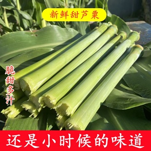 甜高粱杆甜芦粟现砍新鲜甜高粱节孕妇水果甜杆小甘蔗怀旧儿时记忆