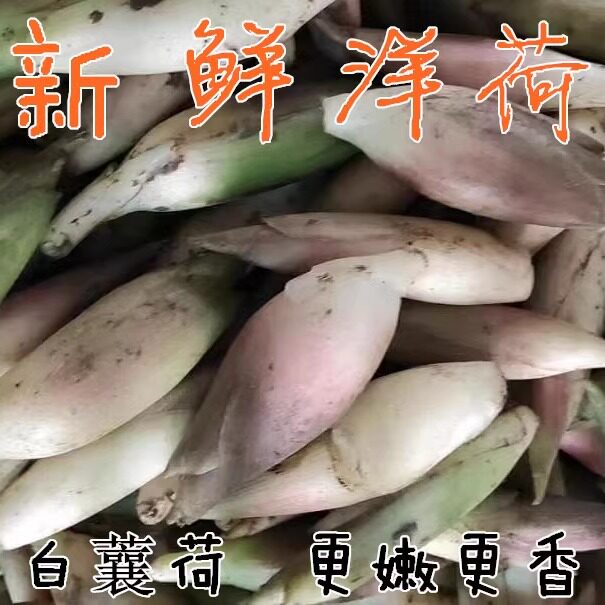 白阳荷新鲜江苏如皋下原洋荷姜蘘其它