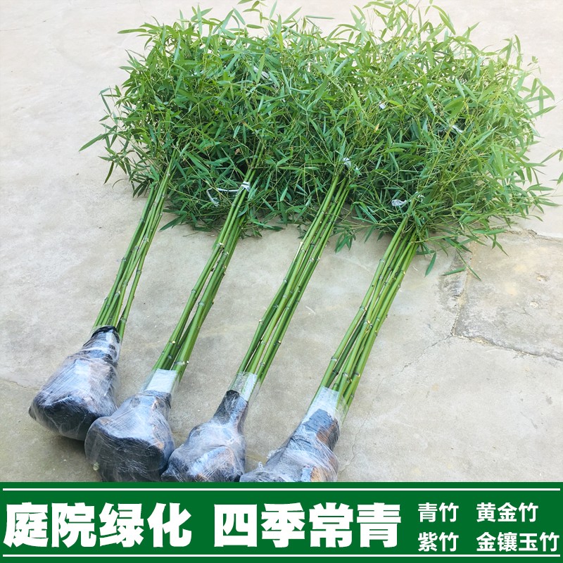 竹子苗庭院耐寒地栽四季常青绿化植物青竹紫竹金镶玉黄金竹罗汉竹