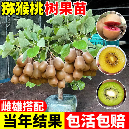 猕猴桃树果苗公母同株红心徐香软枣黄心当年结果南北方种植嫁接苗