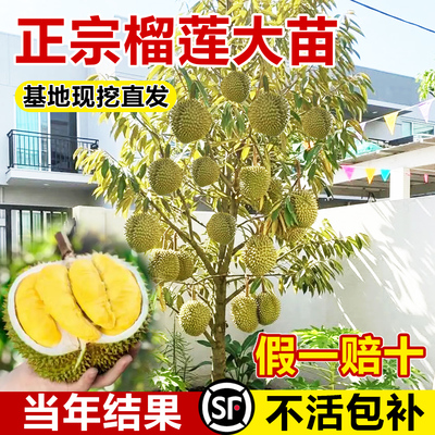 榴莲树果树南北方种植金枕大树正宗广西嫁接猫山王矮化水果树盆栽