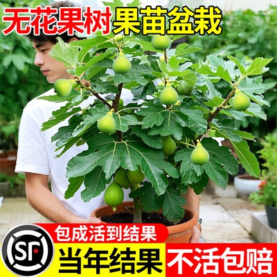无花果树果苗带果盆栽树苗波姬红特大果南北方四季格莱斯果树耐寒