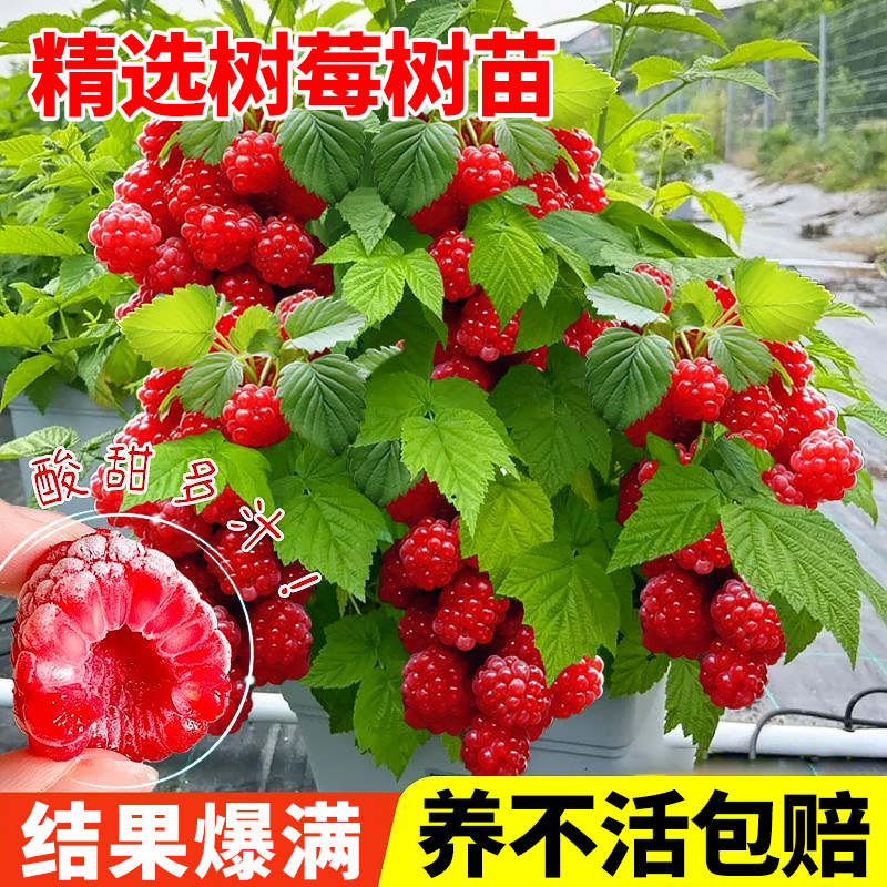 树莓苗红黑树莓果苗当年结果盆栽矮化树莓庭院地栽南北方种包成活