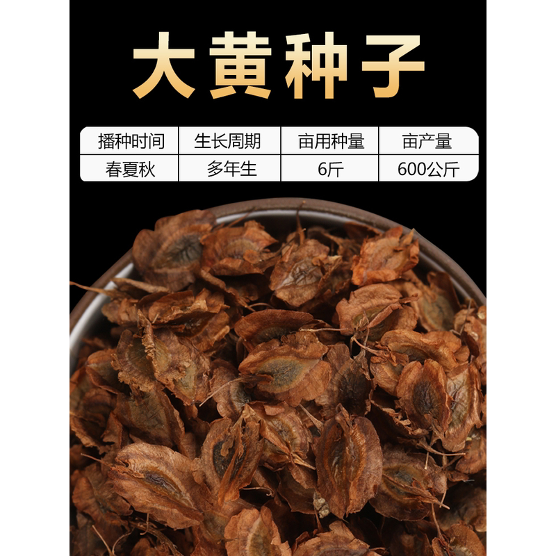 大黄种子优质材马蹄大黄种籽四季种植苗苦参知母抗旱力强