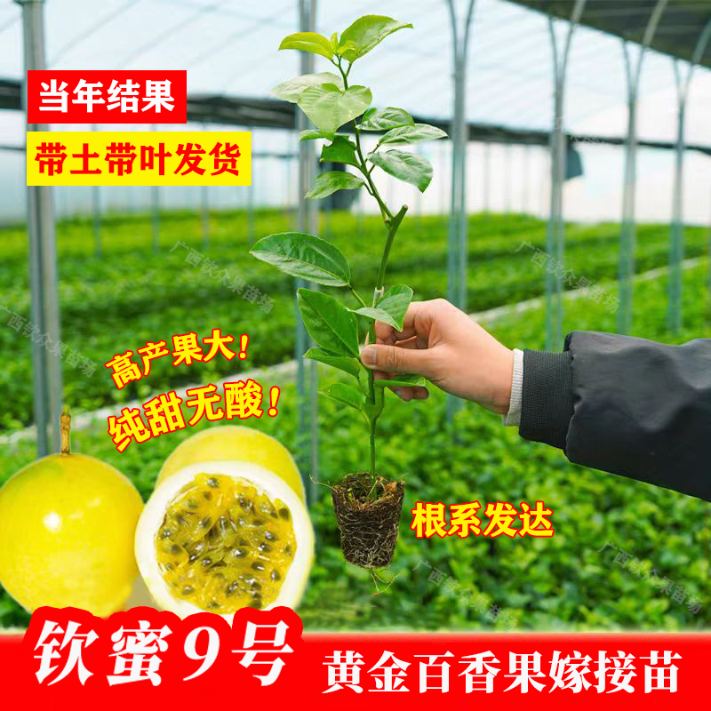 纯甜钦密9号黄金百香果树苗四季结果嫁接苗爬藤阳台庭院盆栽地栽