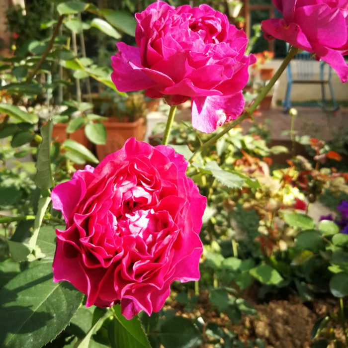 暮光之城波浪边花月季花苗阳台四季k玫瑰大花浓香花苗