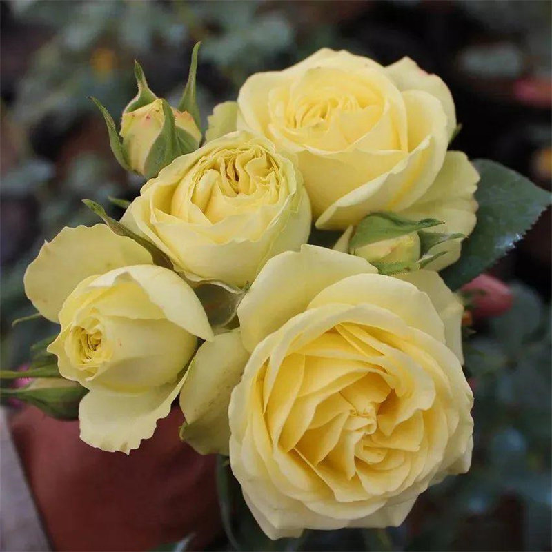 奶油龙沙宝石多头丰花月季超抗病超级丰花微型微月阳台玫瑰花苗