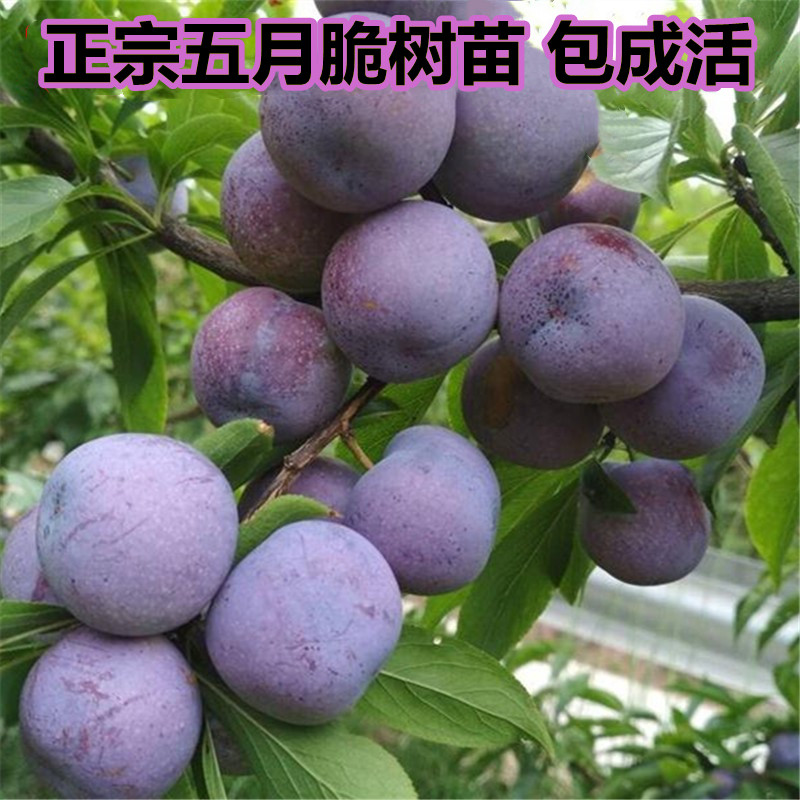 五月脆 早熟一点红 凤凰李四川眉山付成德嫁接脱骨脆