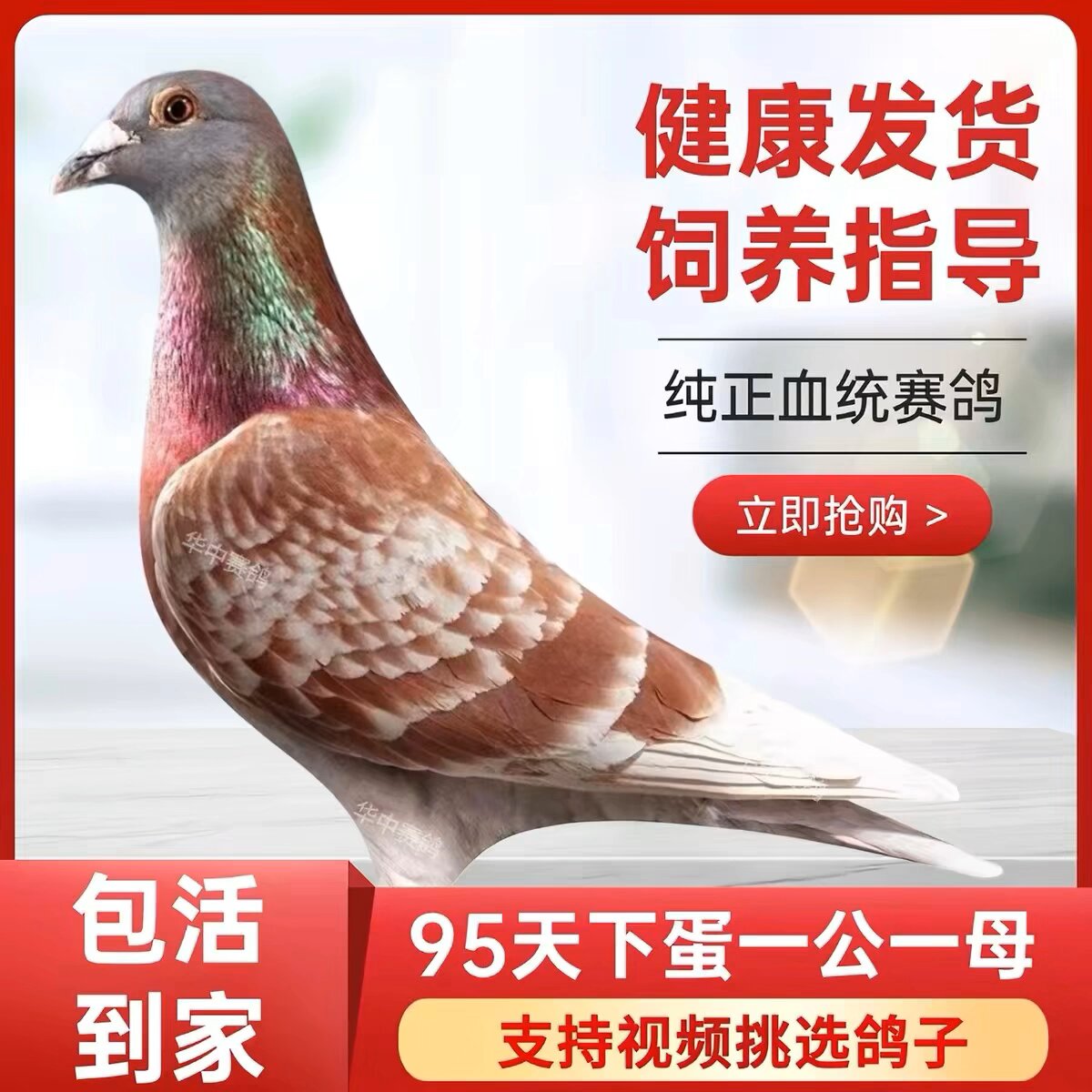 鸽子活公母一对原配信鸽公棚血统鸟