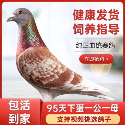 鸽子活公母一对原配信鸽公棚血统赛鸽种鸽活物观赏鸽活体