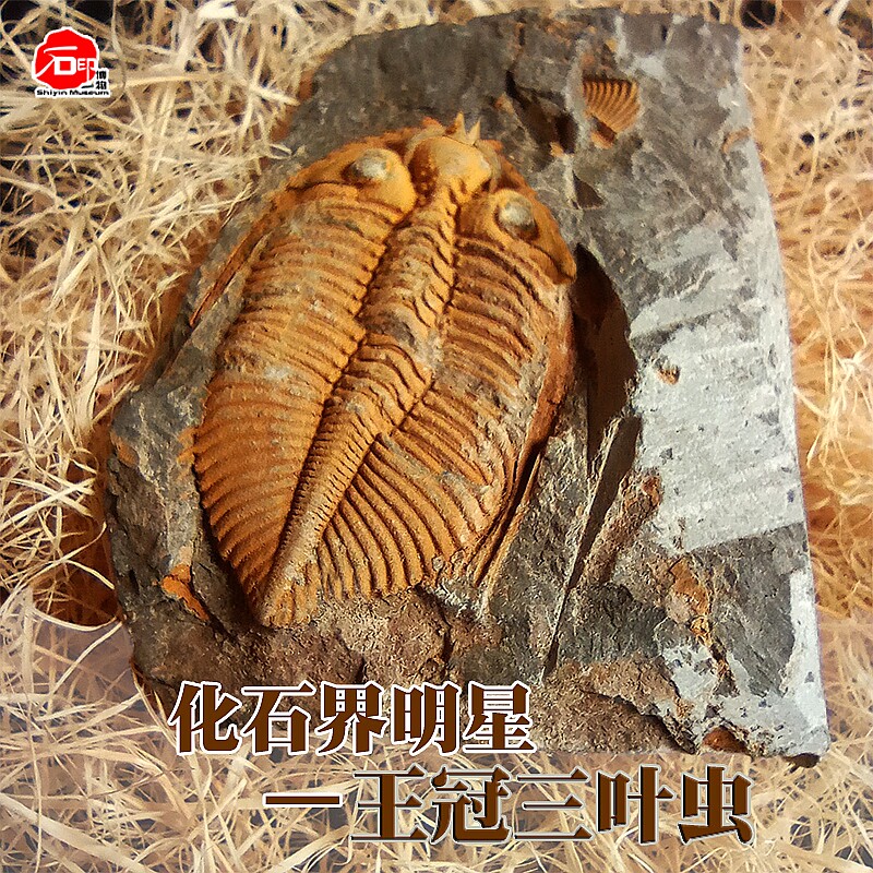 天然王冠三叶虫化石原石鱼树龙古生物动植物考古标本客厅桌面摆件