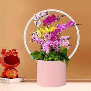 25口径带灯新中式蝴蝶兰花盆冬青银柳年宵花插花新年福桶金属铁艺