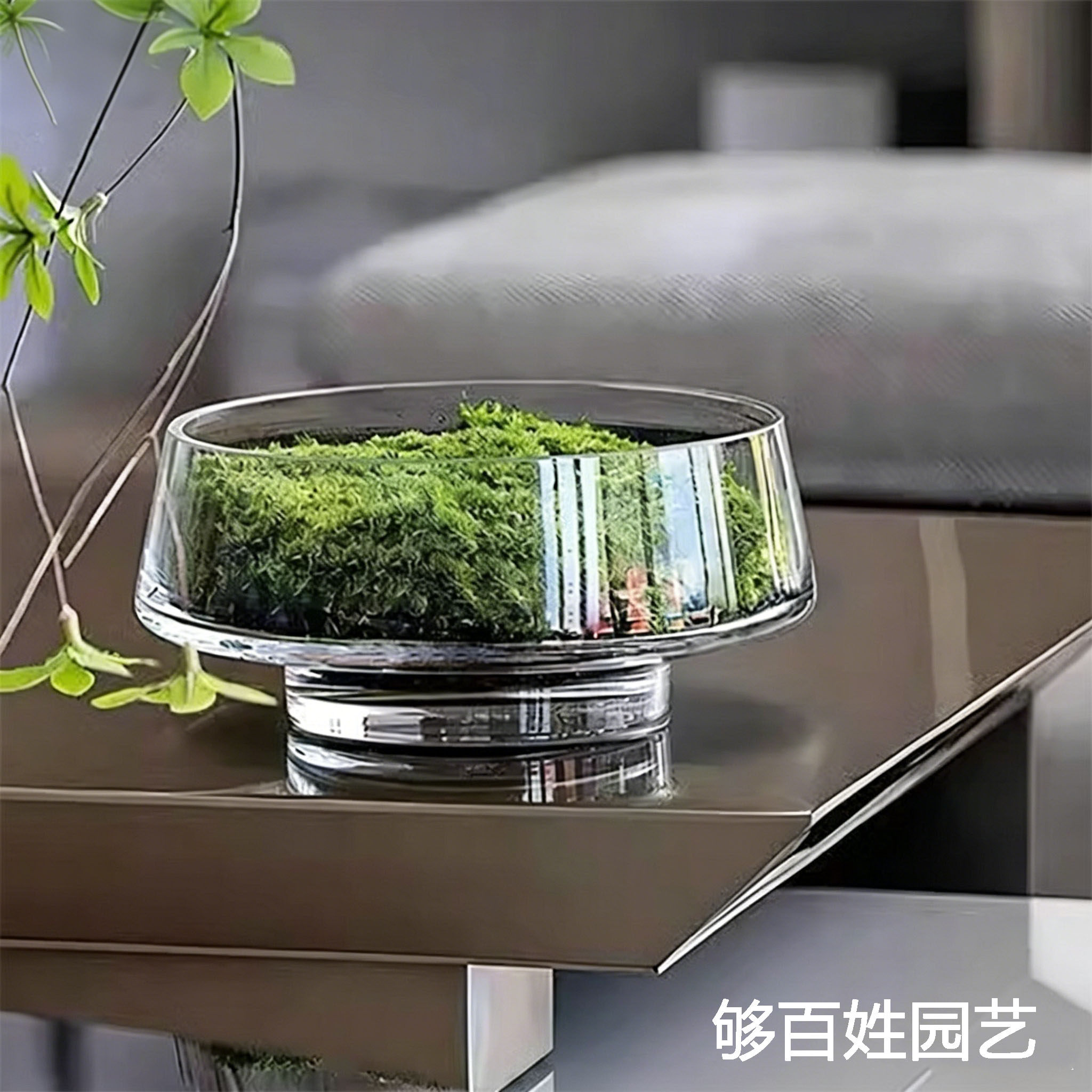 透明大口玻璃花盆多肉苔藓水仙微景观水培花瓶花器花艺装饰品摆件