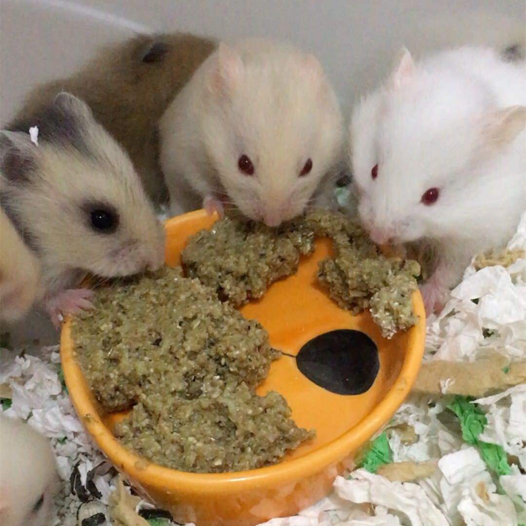仓鼠营养零食营养糊糊代餐粉长肉金丝熊花枝鼠通心粉鼠通用