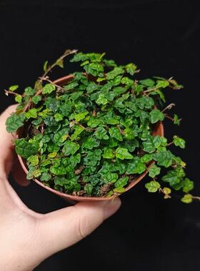 各种绿植室内室外美观趣味