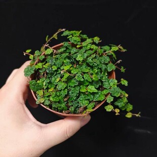 小叶霹雳迷你小叶水陆雨林缸耐阴藤蔓攀爬附生造景室内观叶绿植物