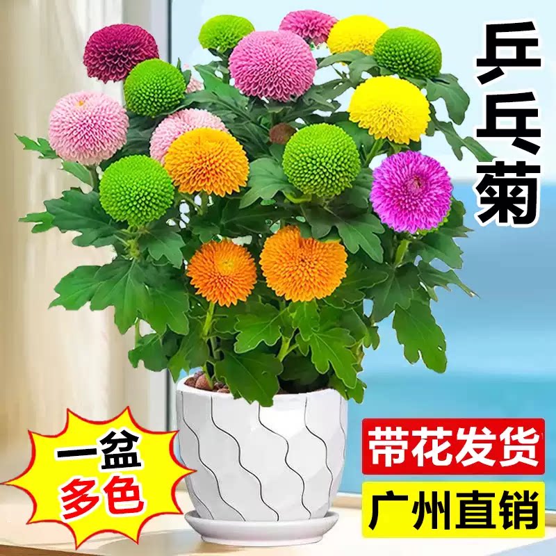 混色乒乓菊盆栽带花球菊花苗室内桌面鲜花绿植太阳花种籽阳台好养