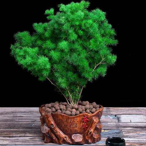 桌面好养四季常青反辐射蓬莱松