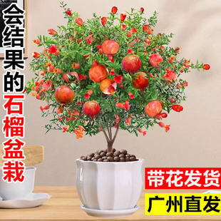 石榴花盆栽带花大苗室内客厅盆景绿植物阳台庭院观赏果树四季开花