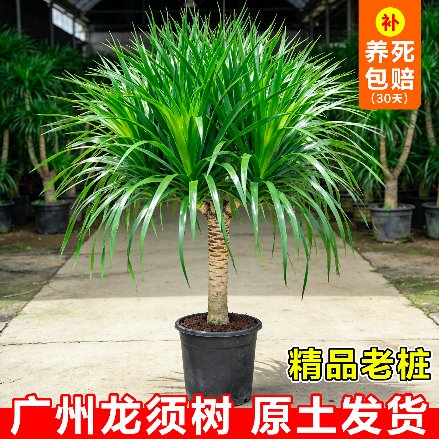 龙须树多头龙血树客厅绿植室内大盆栽四季好养植物龙铁树四季常青图片