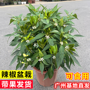 辣椒苗盆栽带果朝天椒小米辣青椒树苗阳台种植蔬菜种籽秧苗可食用
