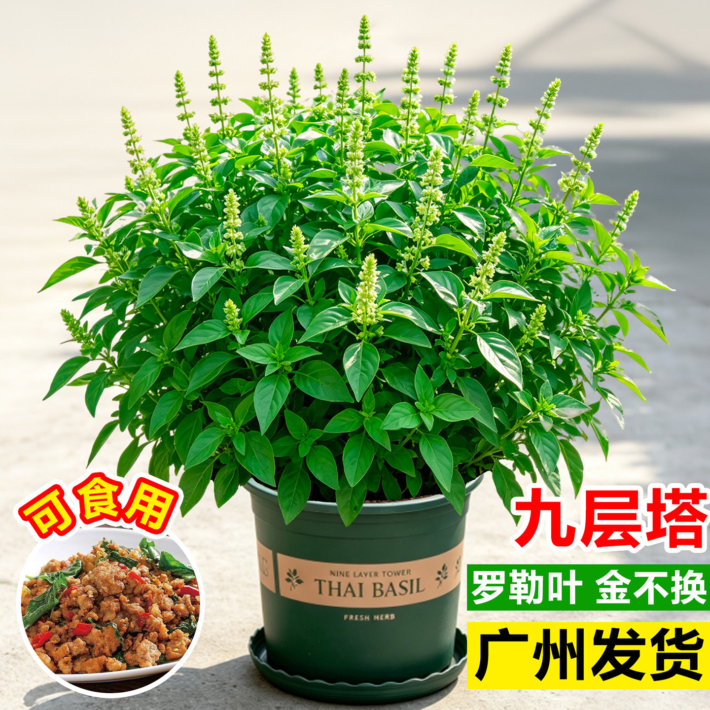 九层塔盆栽可食用罗勒金不换新鲜香料室内外驱蚊薄荷调味香草植物