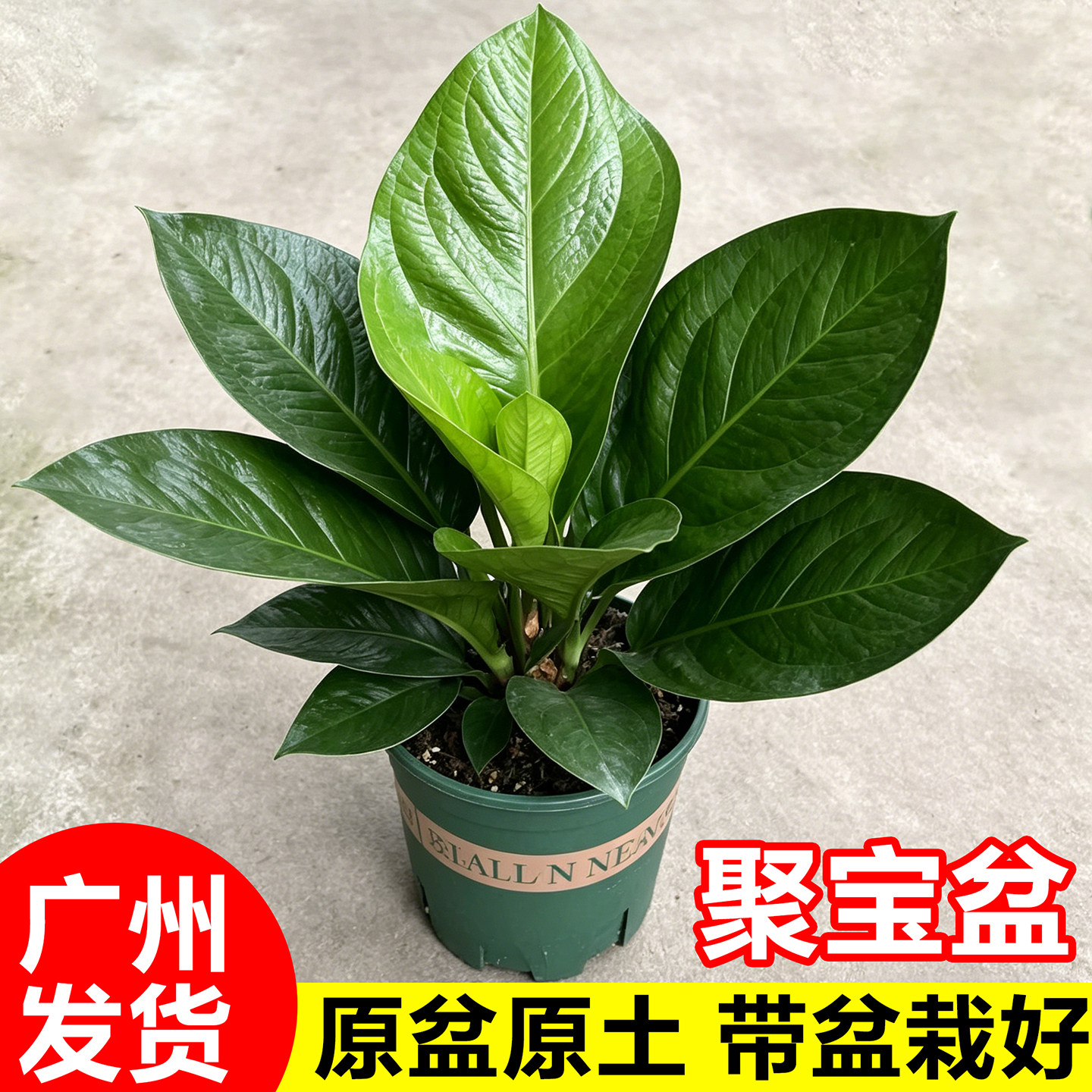 聚宝盆绿植室内盆栽大叶鸟巢花烛客厅办公桌绿植招财植物四季花卉图片